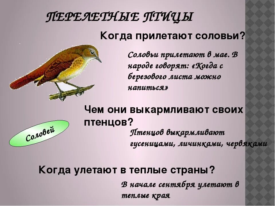 Почему выводки не было птенцов рассказ выскочка. Интересные факты о перелетных птицах для детей. Предложения о перелетных птицах. Загадка про соловья. Предложения про перелетных птиц для детей.