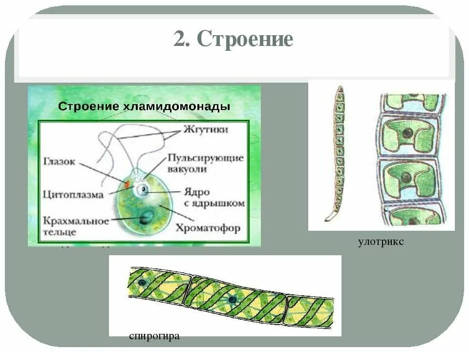 Клетка многоклеточных водорослей. Улотрикс и спирогира. Строение клетки спирогиры. Улотрикс водоросль строение. Строение многоклеточных нитчатых водорослей.