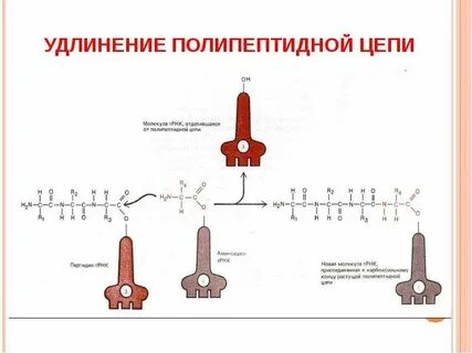 Удлинение полипептидной цепи