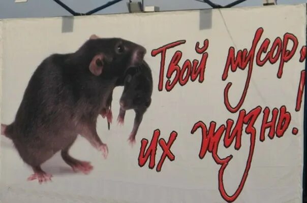 Картинки крысы с надписью. Крыса надпись. Крыса просит.