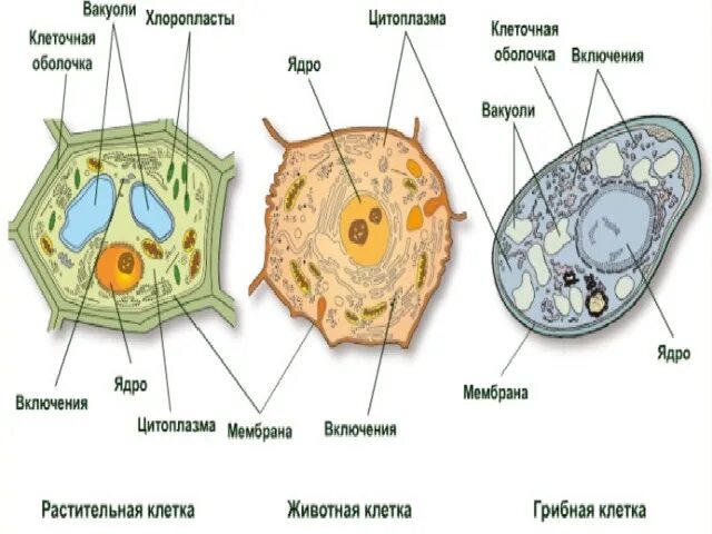 Сходство хлоропластов. Строение растительный и животных клеток грибной и бактериальной. Строение растительной грибной и бактериальной клетки. Сравнить строение клетки растений и клетки бактерий. Строение клеток растений животных грибов и бактерий.