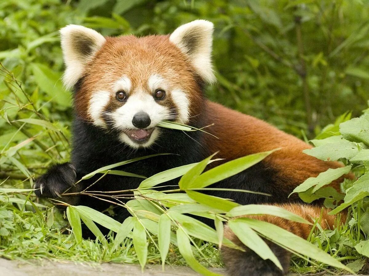 Красная па. Малая Панда (Ailurus Fulgens. Красная бамбуковая Панда. Красная енотовидная Панда. Рыжая Панда.
