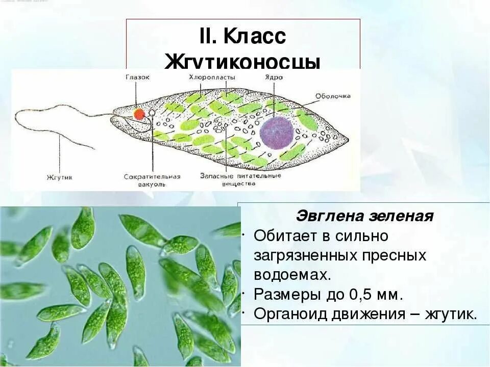 Хлоропласты жгутики. Жгутиконосцы эвглена зеленая. Класс жгутиковые эвглена зеленая. Зеленая эвглена Тип жгутиконосцы. Питание эвглены зеленой.