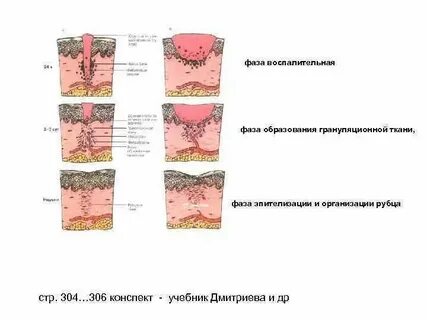 Ткань рубца