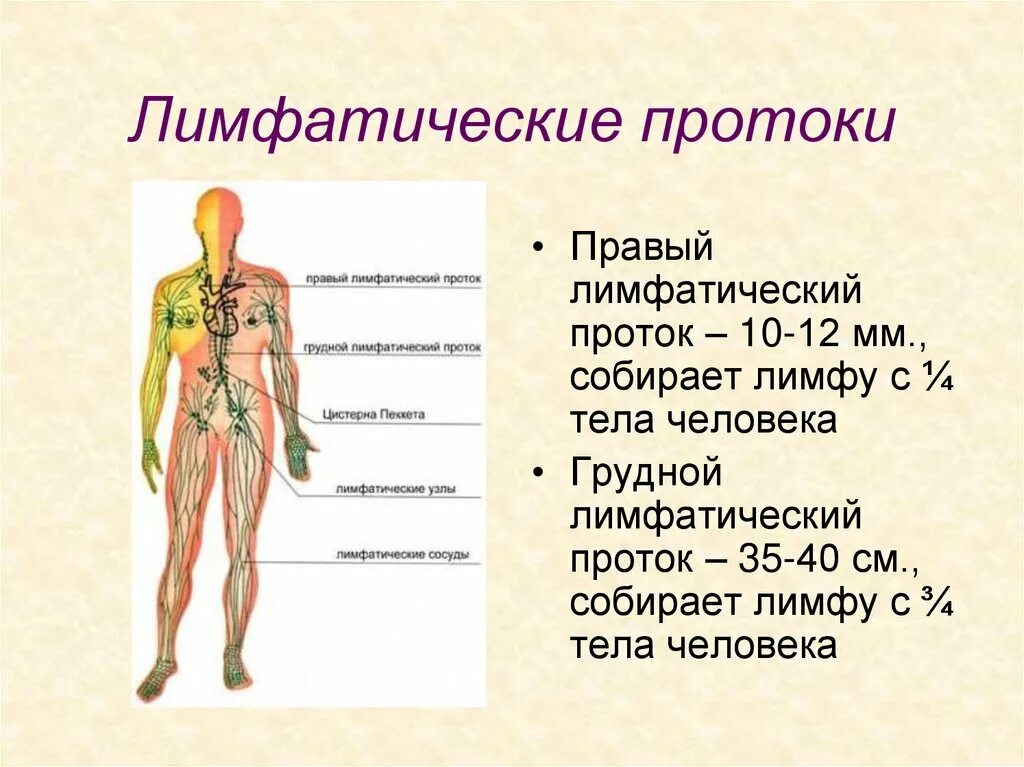 Собирается лимфа. Грудной лимфатический проток собирает лимфу. лимфатическая система человека грудной проток. правый лимфатический проток. правый лимфатический поток.