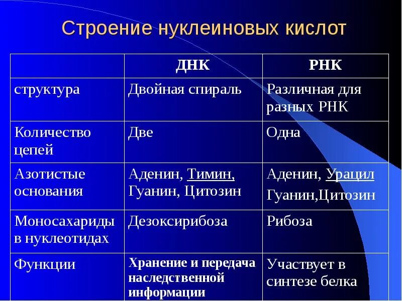 Нуклеиновые кислоты состав функции