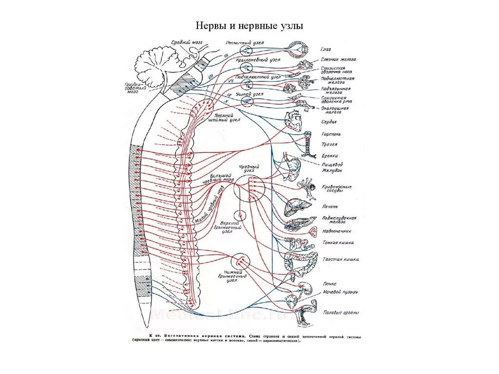Нервные узлы анатомия. Нервы и нервные узлы. Нервные узлы человека схема. Что такое нерв и нервный узел.