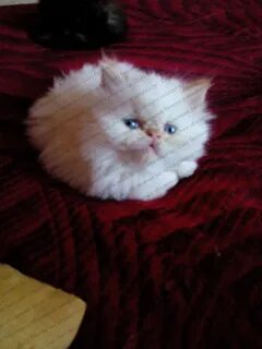 Куфар котята гомель