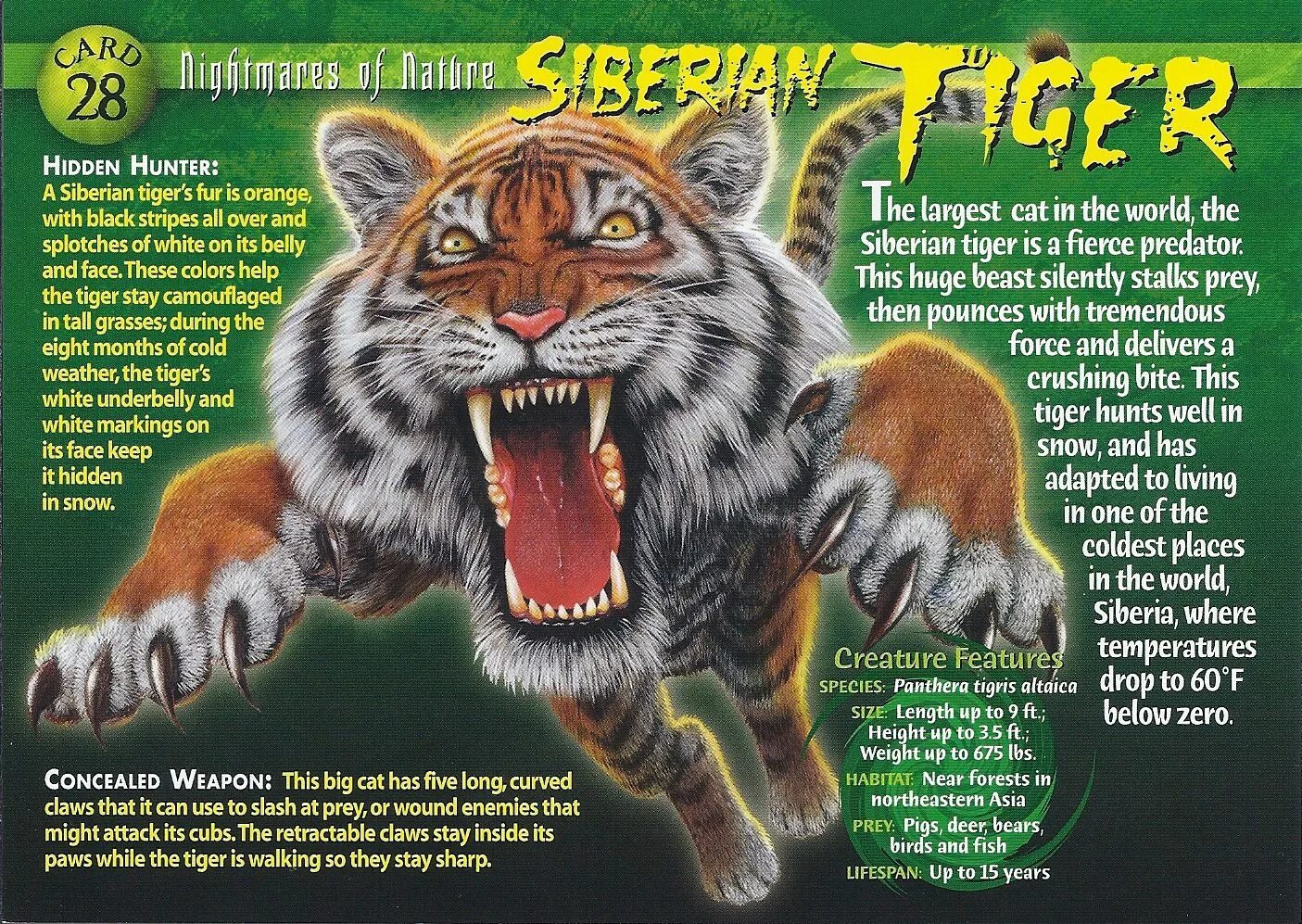 Сайбириан тигр. Amur Tiger на англ. Описание тигра на английском. Рассказ о Тигре на английском языке.