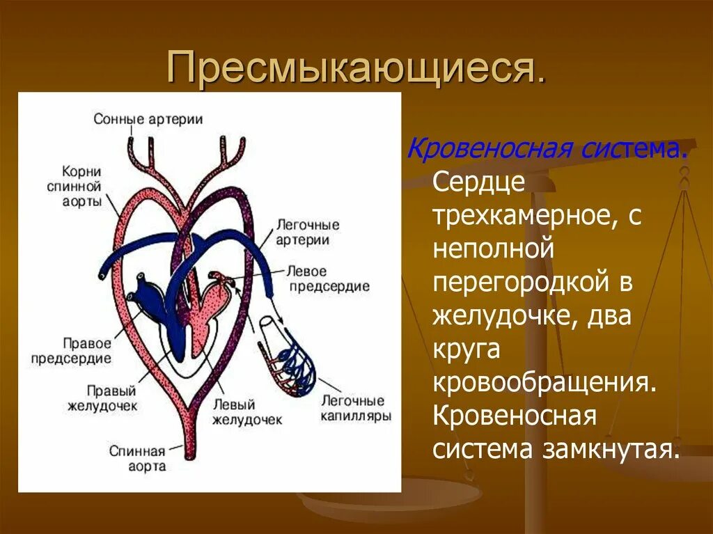 Отделы сердца пресмыкающиеся. Пресмыкающиеся трехкамерное сердце с неполной перегородкой. Сердце пресмыкающихся трехкамерное, с перегородкой в желудочке *. Кровеносная система пресмыкающихся сердце. Пресмыкающиеся кровеносная система круги кровообращения.