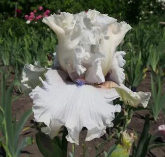 Iris 1 uzbek