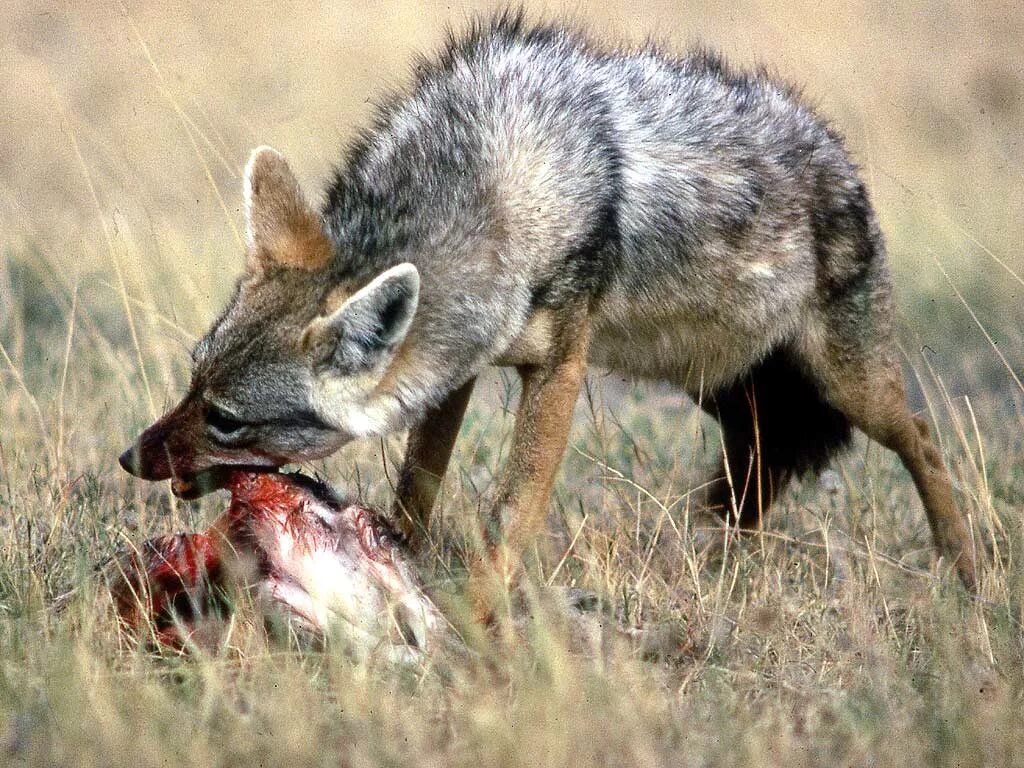 где произошли волки