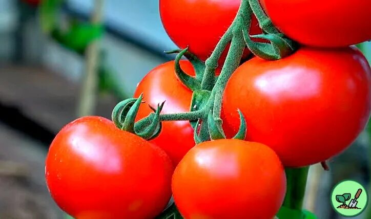 Ранние сорта томатов для урала низкорослые. Томат фараон f1 12шт/10. Томат пламя агро. Семена сибири ранние сорта томатов. Томат краснобай f1.