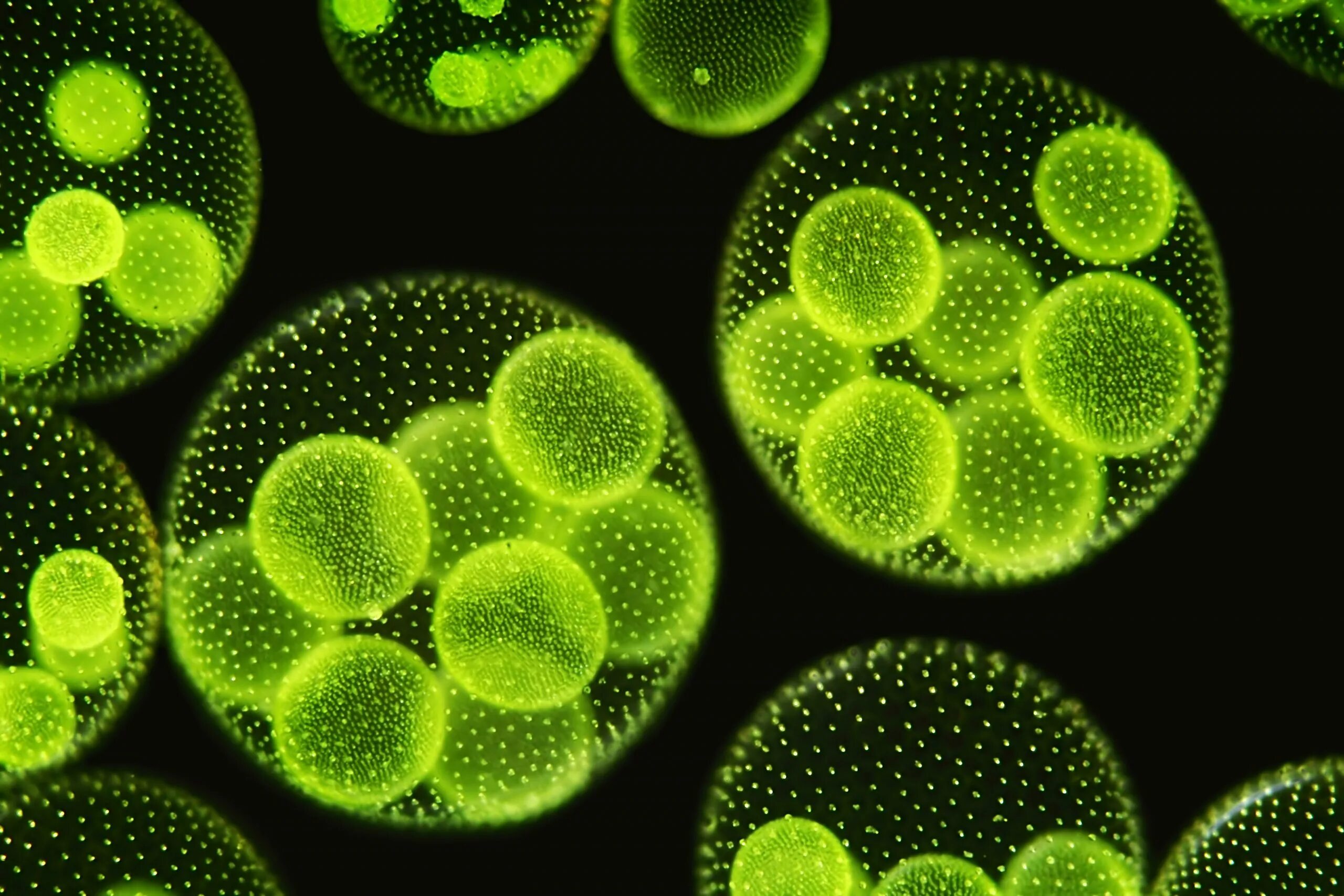 Микроводоросли хлорелла. Хлорелла и вольвокс. Вольвокс под микроскопом. Вольвокс водоросль.