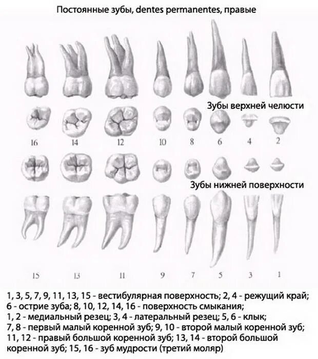 Нижняя семерка зуб анатомия. Как выглядит зуб 7. Как выглядит зуб 7. Корни 6 зуба верхней челюсти. 7 зуб нижней челюсти.