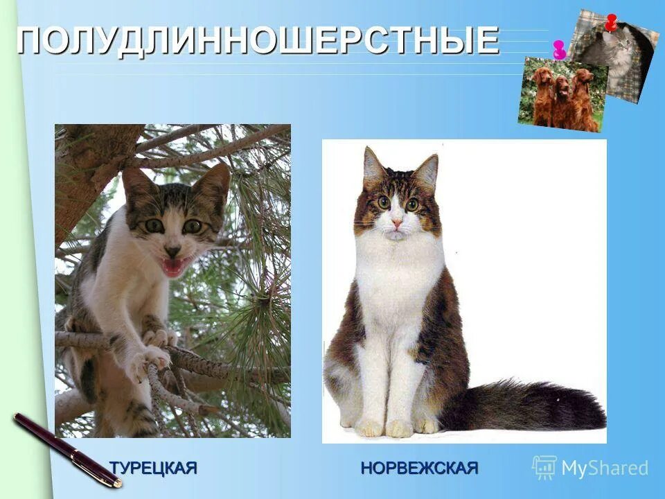 Кошка окружающий мир 2 класс. Кошки окружающий мир 2 класс. Породы кошек и собак окружающий мир 2 класс. Презентация про кошек и собак 2 класс школа России окружающий мир. Родина кошек окружающий мир 2 класс.