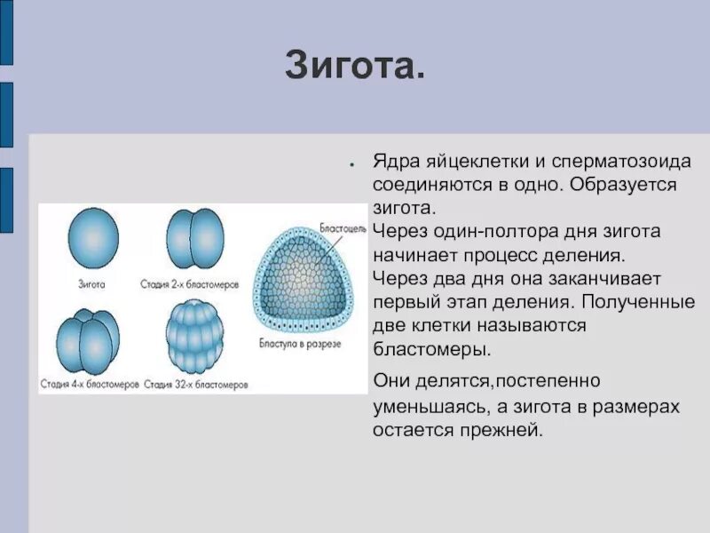 Где происходит образование яйцеклеток. Стадии оплодотворения бластула морула. Процесс зарождения зиготы. Из чего состоит зигота. Образование зиготы рисунок схематический.