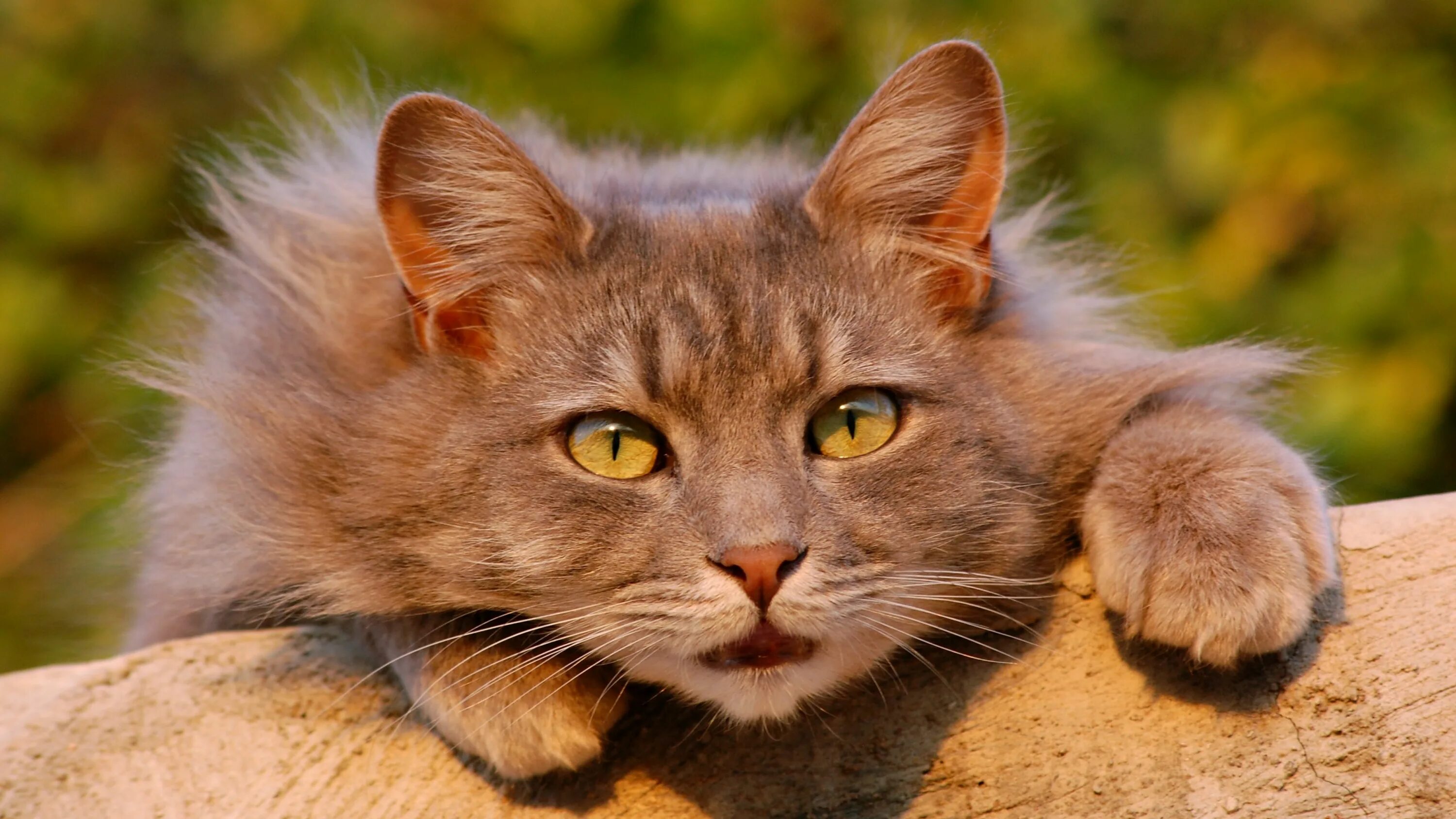 Кошки фото. Коты. Животные кошки. Фото кота. Бурый кот.