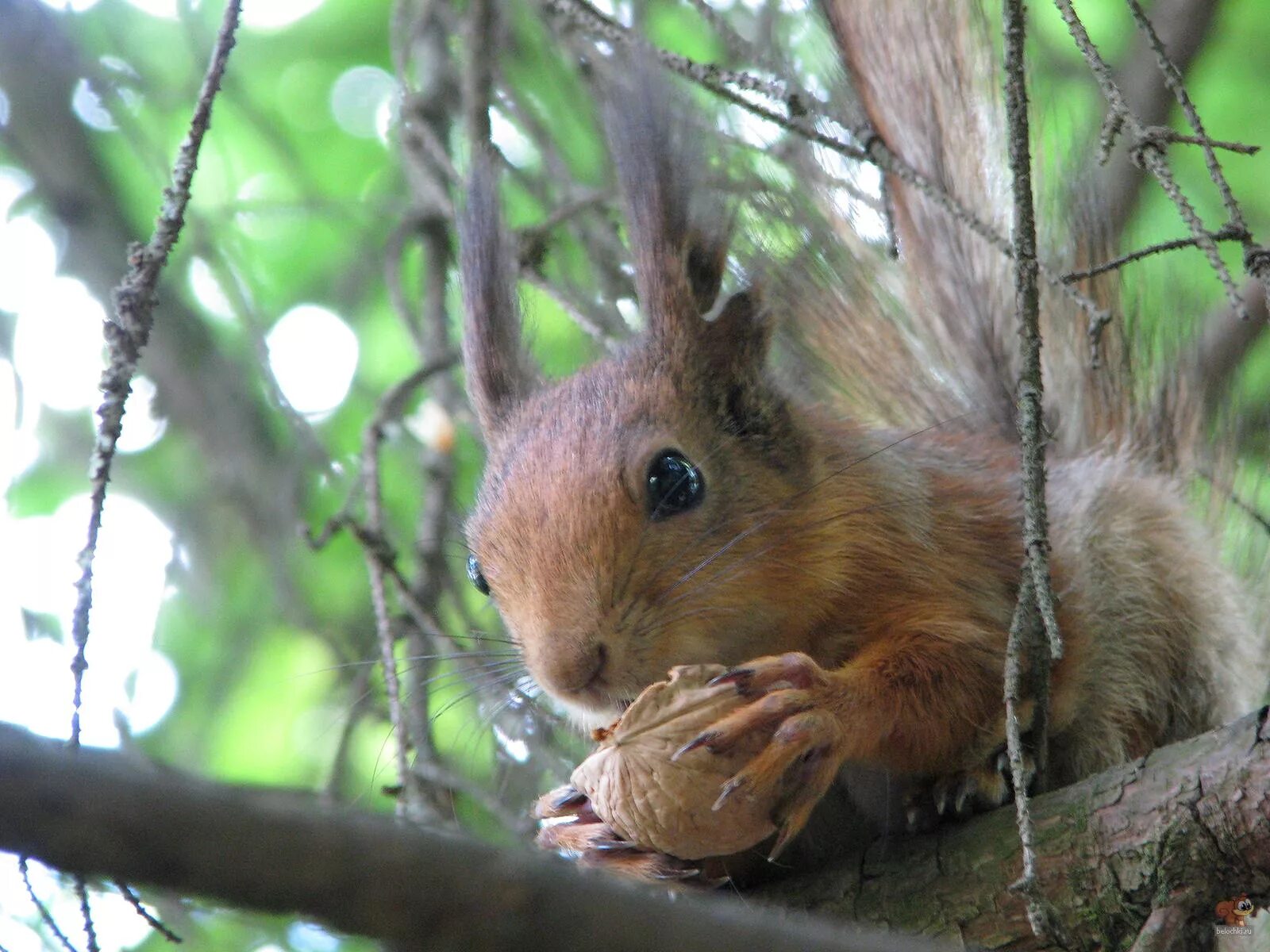 белочка в лесу. белка летом. белочка досуг. смешная белка. белочка летом.