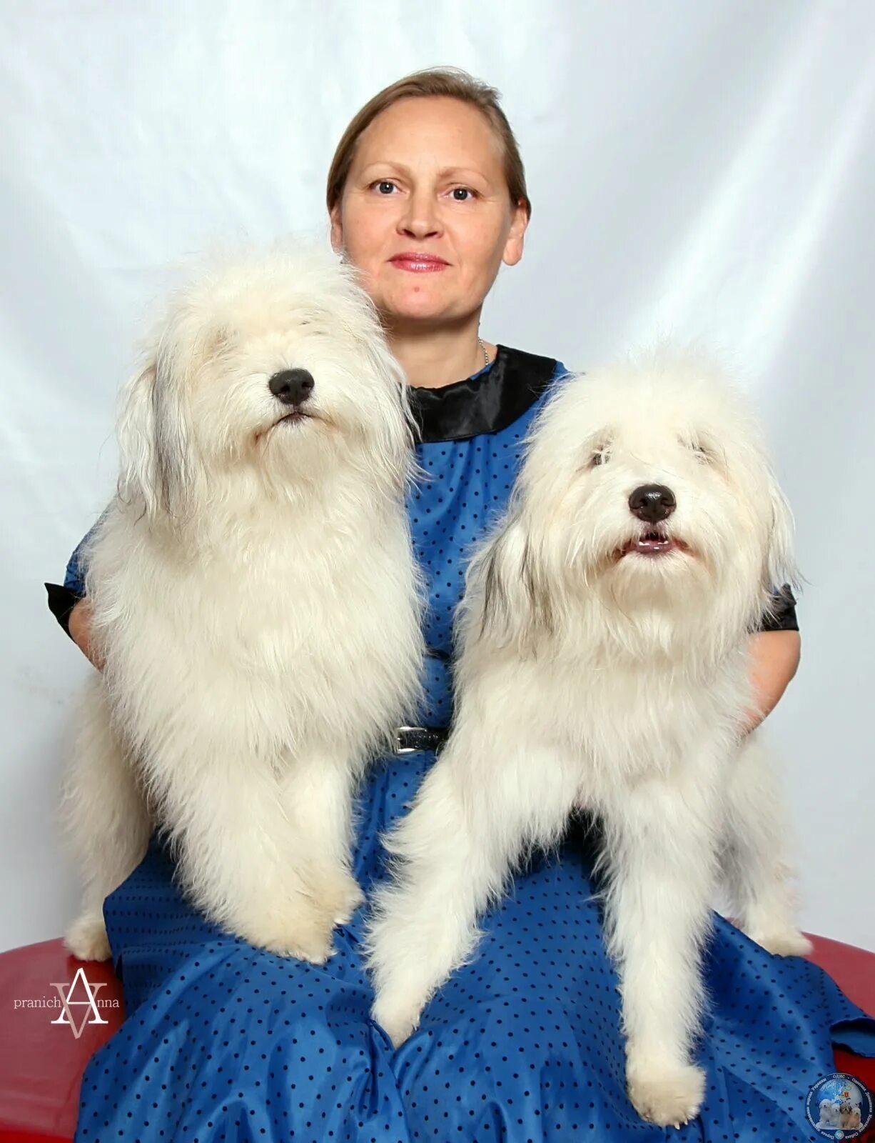 Одис порода собак. Украинская порода собак Одис. Одис фото. Одис порода собак фото. Од ис
