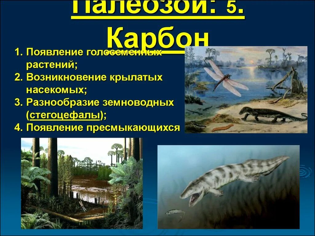 Палеозойское земноводное. Эра палеозой растения. Палеозойская Эра каменноугольный период животные. Палеозойская Эра каменноугольный период климат. Палеозойская Эра карбон.