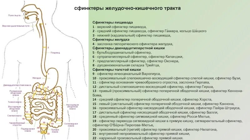 Сфинктеры желудочно-кишечного тракта. Сфинктеры пищеварительной системы. Сфинктери пишеварителний система. Сфинктеры пищеварительной трубки. Сколько сфинктеров