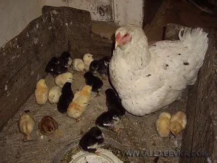 Сколько сидит клушка
