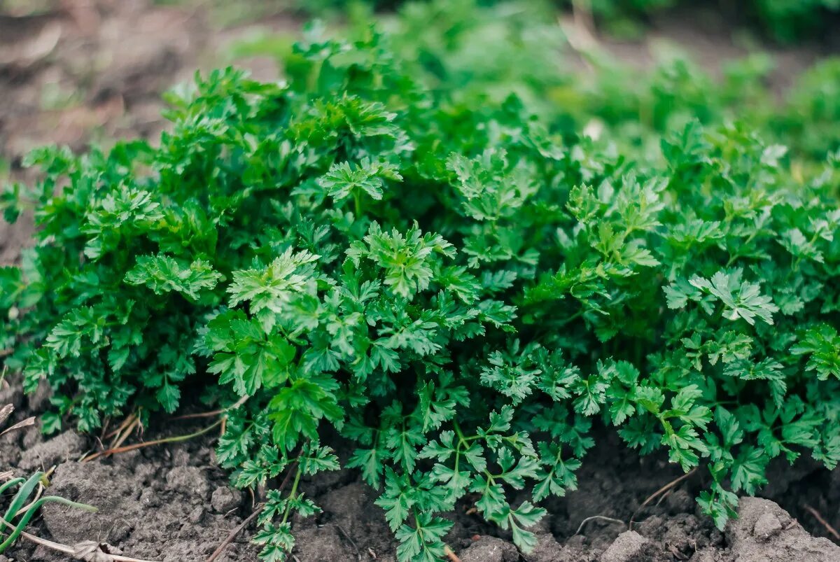 Петрушка взошла. Parsley. Как собирать петрушку. Петрушка под кайфом.