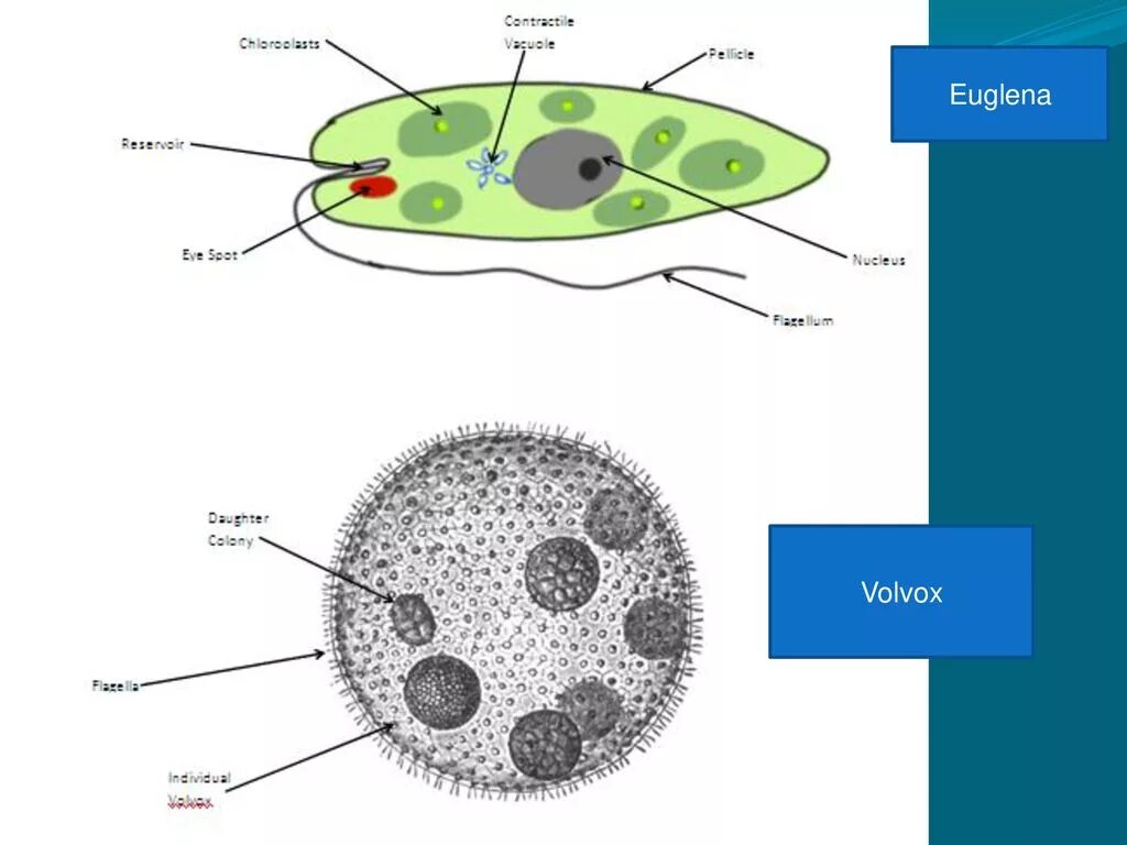 Органеллы водоросли. Эвглена зеленая и вольвокс. Эвглена и вольвокс. Вольвокс строение органоиды. Вольвокс органеллы движения.