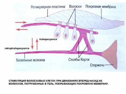 Колебания волосковых клеток