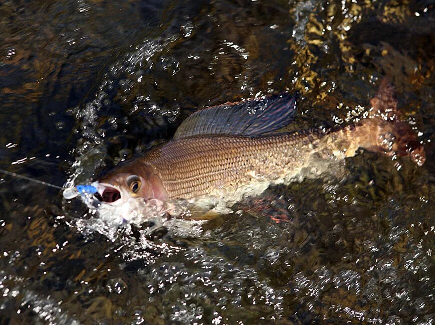 Grayling камчатка. Grayling камчатка. Хариус на камчатке. Зимний костюм рыбацкий рыбацкий grayling. Grayling камчатка.