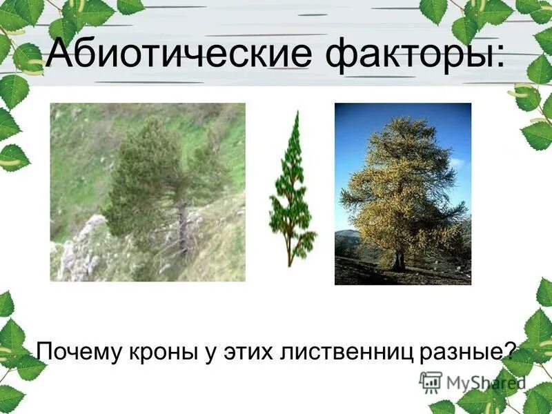 Абиотические факторы. Абиотические факторы влияющие на крону. Абиотический фактор влияющий на кроны деревьев. Абиотические факторы влияющие на формирование кроны.