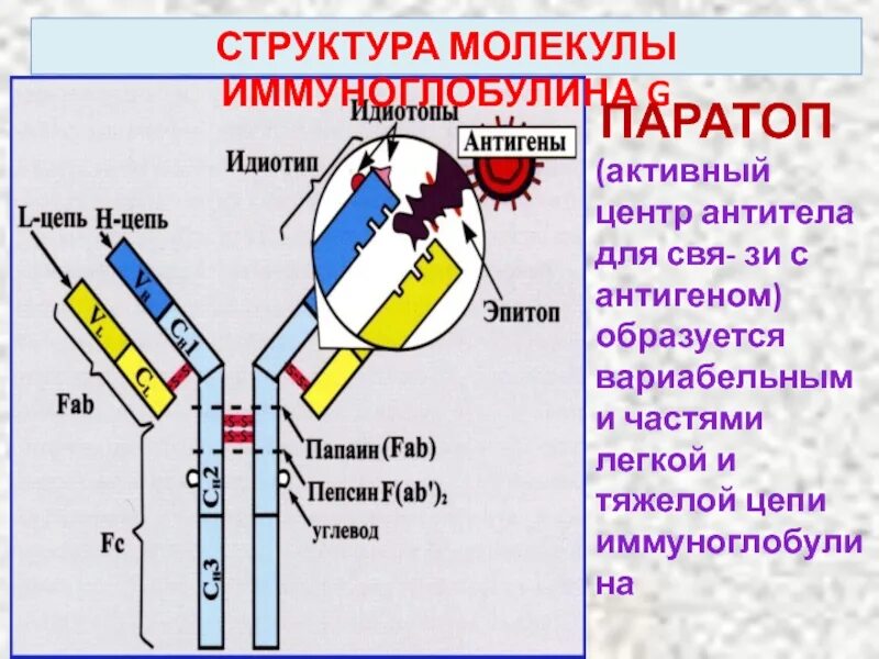 Центр антитела. Строение иммуноглобулина микробиология. строение антител иммуноглобулинов. антитела иммуноглобулины структура. строение молекулы иммуноглобулина g1.