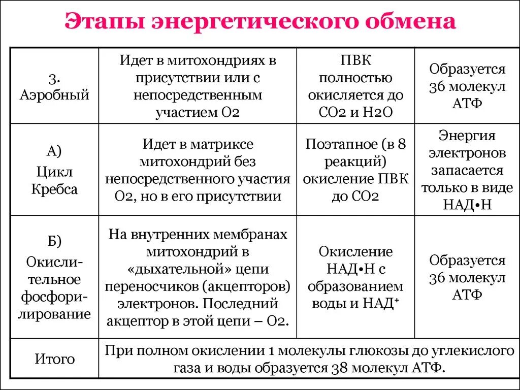 Последовательность этапов атф. Подготовительный этап энергетического обмена схема. Процессы энергетического обмена таблица. Стадии энергетического обмена и характеристика. 3 Этапа энергетического обмена таблица.