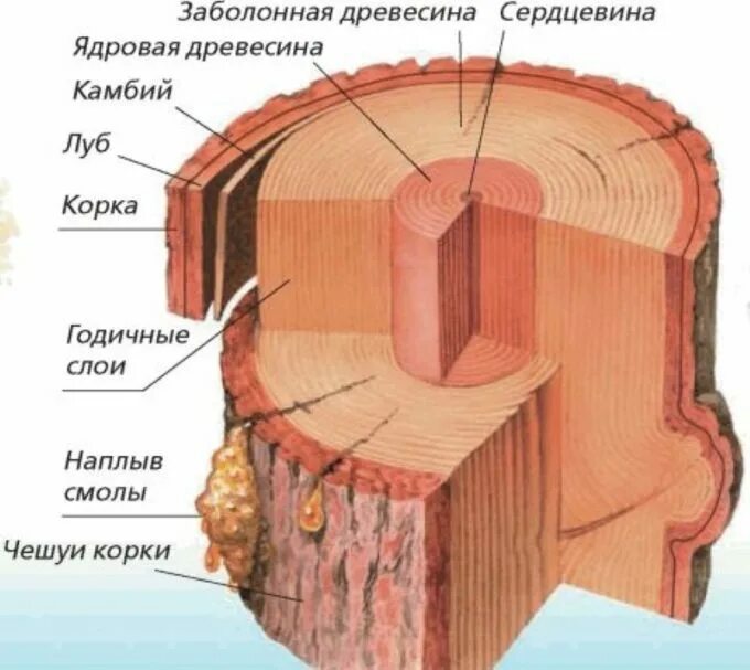 Хочу срез. Разрез ствола хвойного дерева биология. Нарисуйте схему строения ствола хвойного дерева. Разрез ствола хвойного дерева рисунок. Разрез ствола хвойного дерева биология 7 класс рисунок.