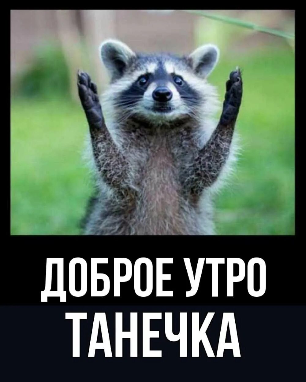 Доброе танечка. Доброе утро танечка. доброе утро танечка открытки. доброе утро енот. доброе утро танечка картинки.