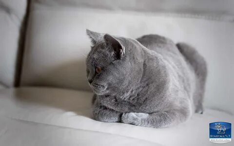 Kitties galleries