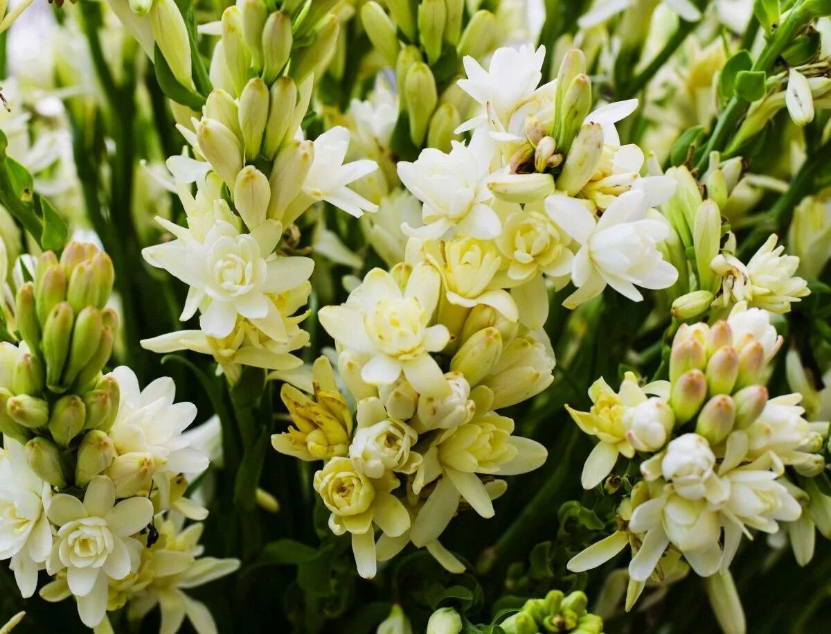 Tuberose