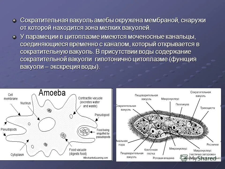 Сократительная вакуоль у амебы. Сократительная вакуоль амебы функции. Функция сократительной вакуоли у амебы. Пищеварительная вакуоль строение. Пищеварительная вакуоль амебы.