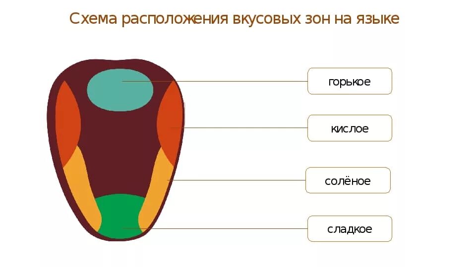 Рецепторы языка схема вкусовые рецепторы. Рецепторы вкуса на языке схема. Вкусовые зоны языка схема. Вкусовые рецепторы на языке человека схема. Сладко какая часть