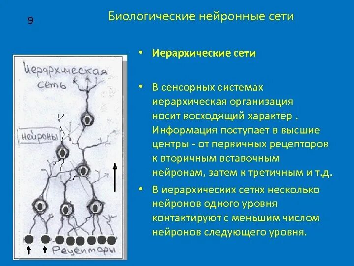 Иерархия нейронных сетей. Иерархическая сеть нейронов. Строение нейронной сети. Иерархические сети физиология.