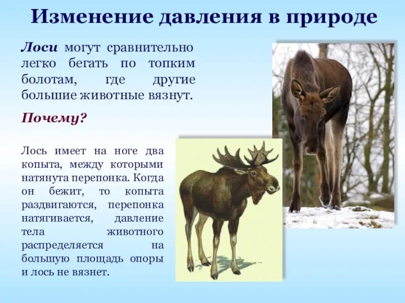 Приспособления лося. Лось. Где обитает Лось. Факты о лосях для детей. Сообщение о Лосе.