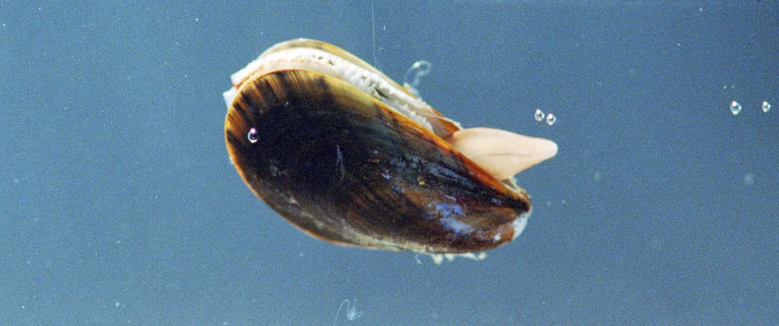Беззубка моллюск. Биссус у устрицы. Двустворчатые моллюски черного моря. Устрица в воде.
