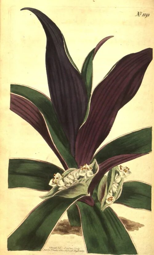 Традесканция приметы и суеверия для дома. Tradescantia spathacea sw.. традесканция суеверия. традесканция комнатный цветок суеверия. традесканция разноцветная суеверия.