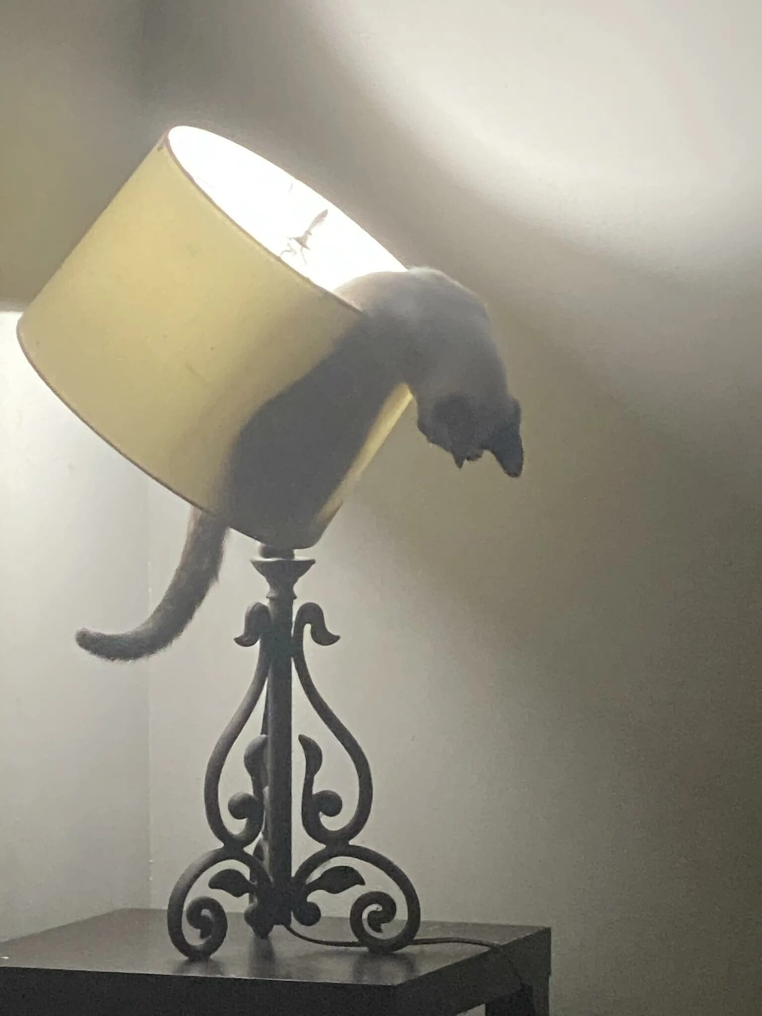 Настольный светильник с диммером. Женщина. Трут лампу. Прикольные настольные светильники. Протирайте лампочки от пыли.