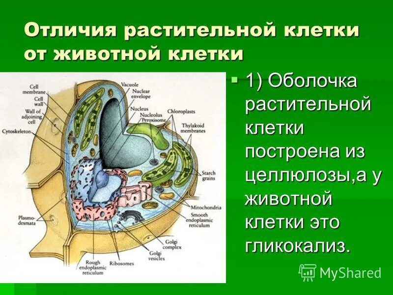 Мембрана растительной клетки функции