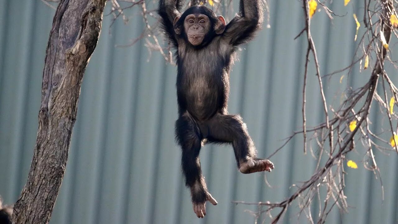 A chimp can перевод. Chimp Climb. Chimpanzee Climbing. Monkey Climbing. How do Monkeys Climb Trees.