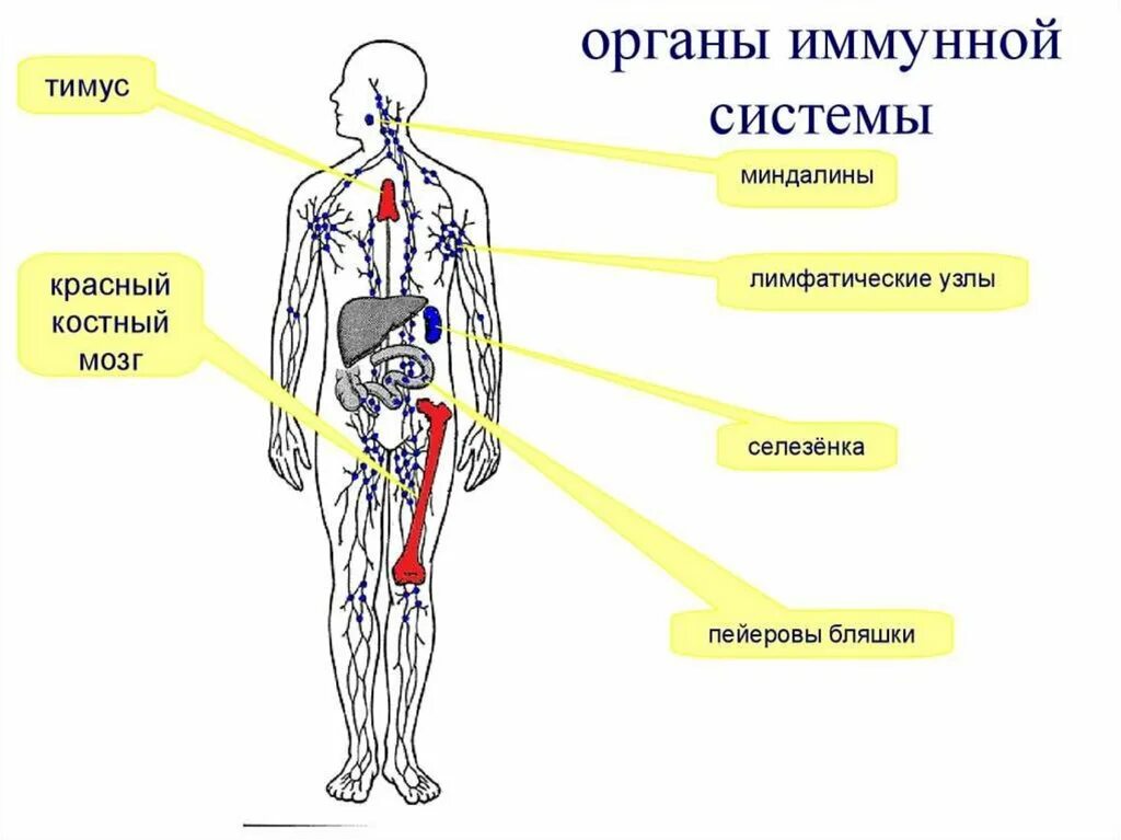 Миндалины иммунная система. Центральные и периферические органы иммунной системы. Органы иммунной системы миндалины. Костный мозг центральный орган иммунной системы. Миндалины орган иммунной системы.