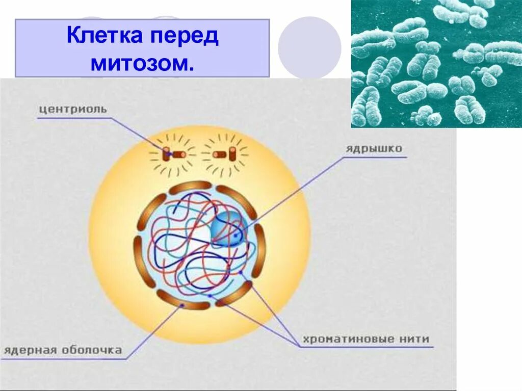 Первая дочерняя клетка. Деление клетки. Дочерние клетки это. Презентация на тему деление клетки. Деление клетки митоз.