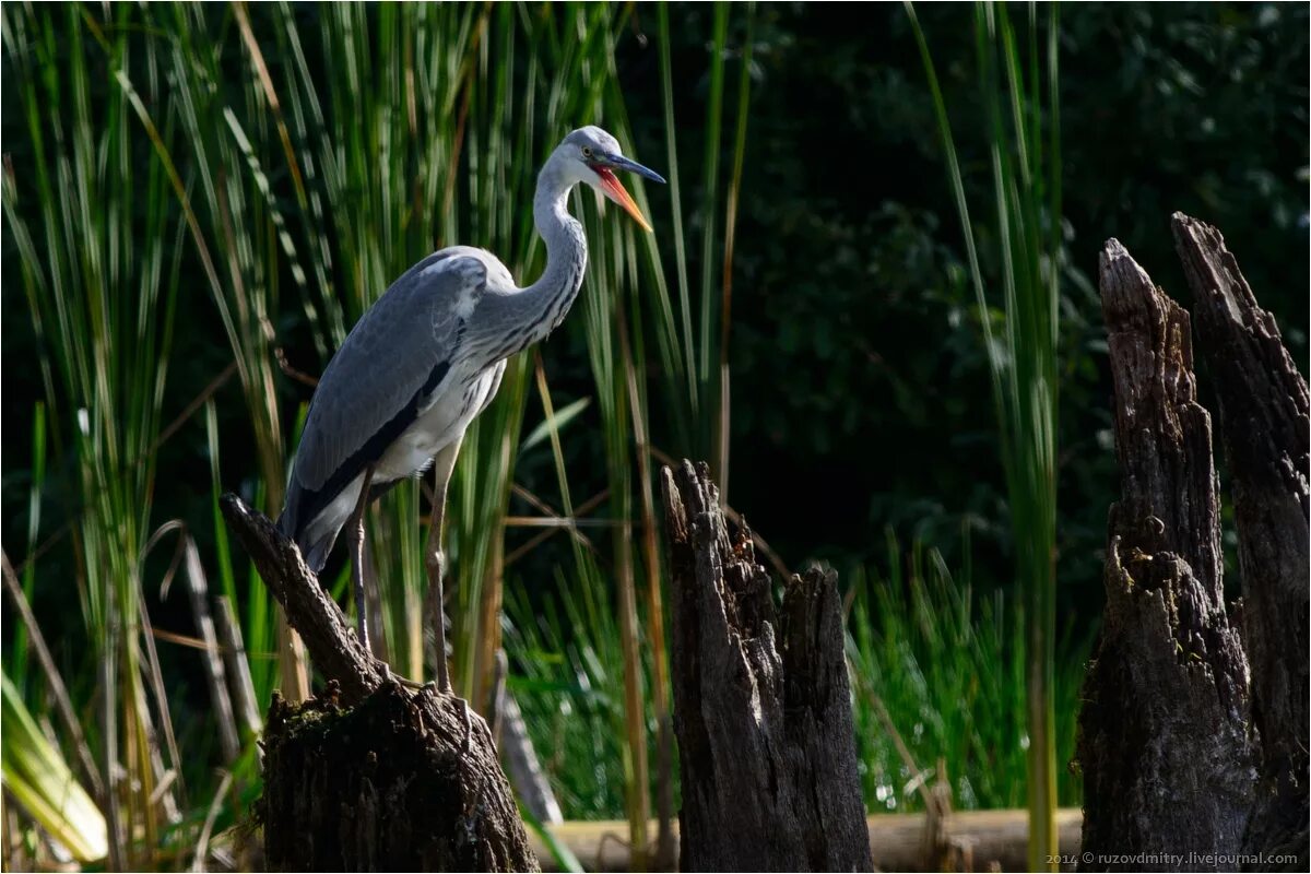 цапля геншин. серая цапля кубань. цапля серая болотная. цапля геншин. серая цапля.